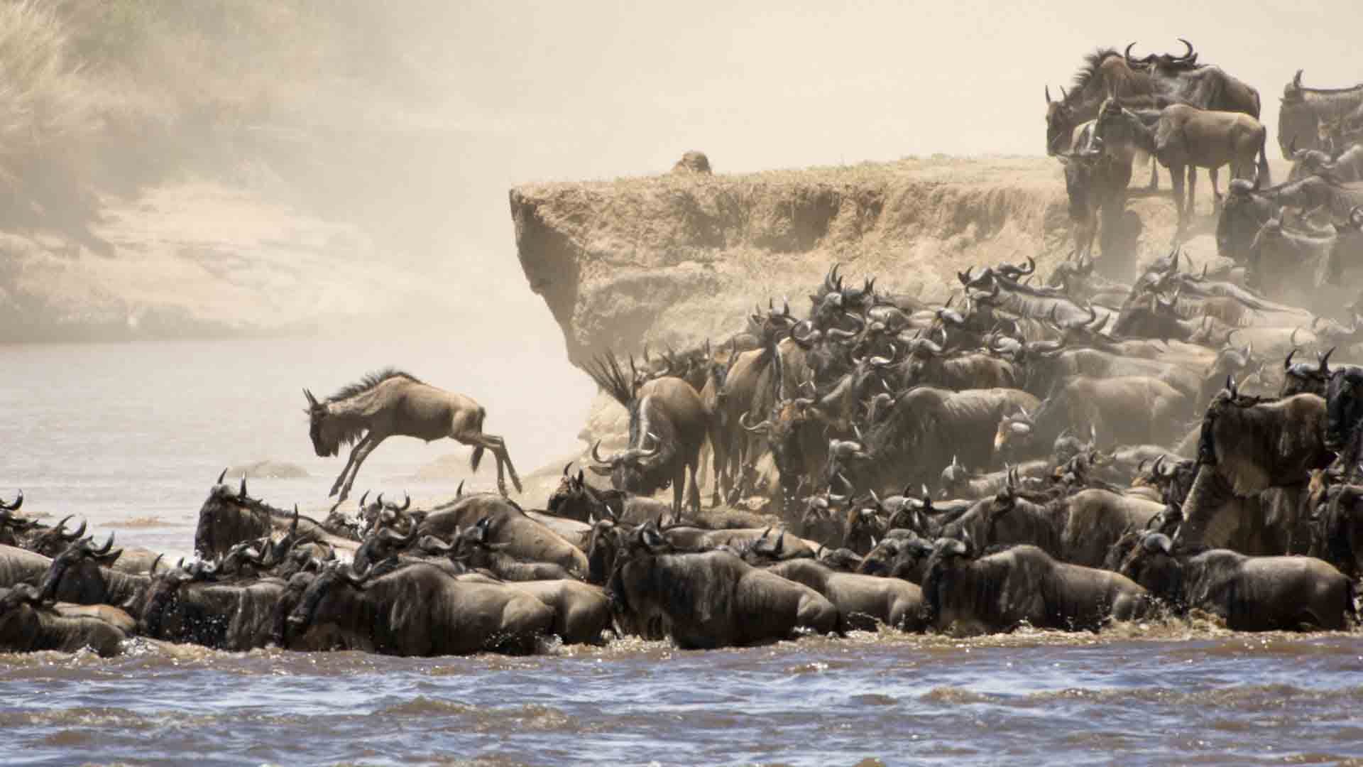 Great migration in Tanzania
