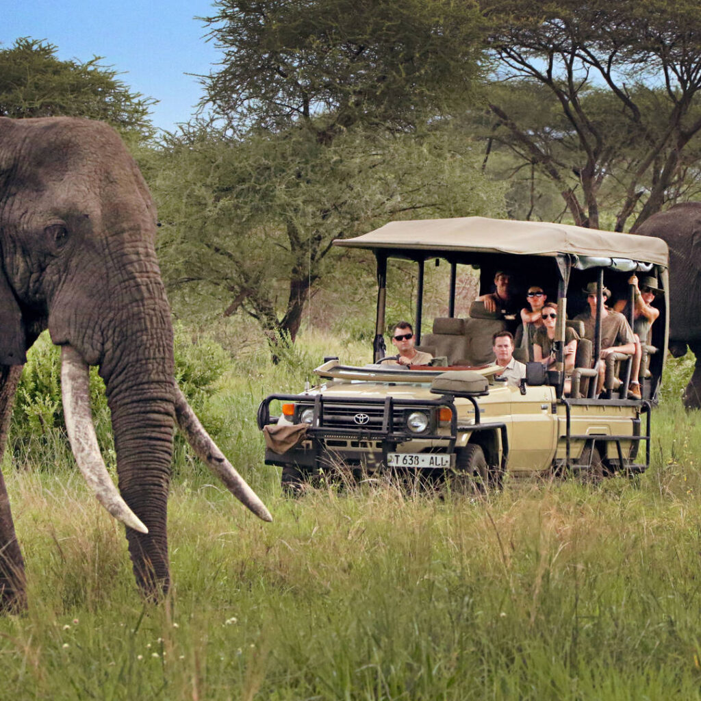 tanzania safari