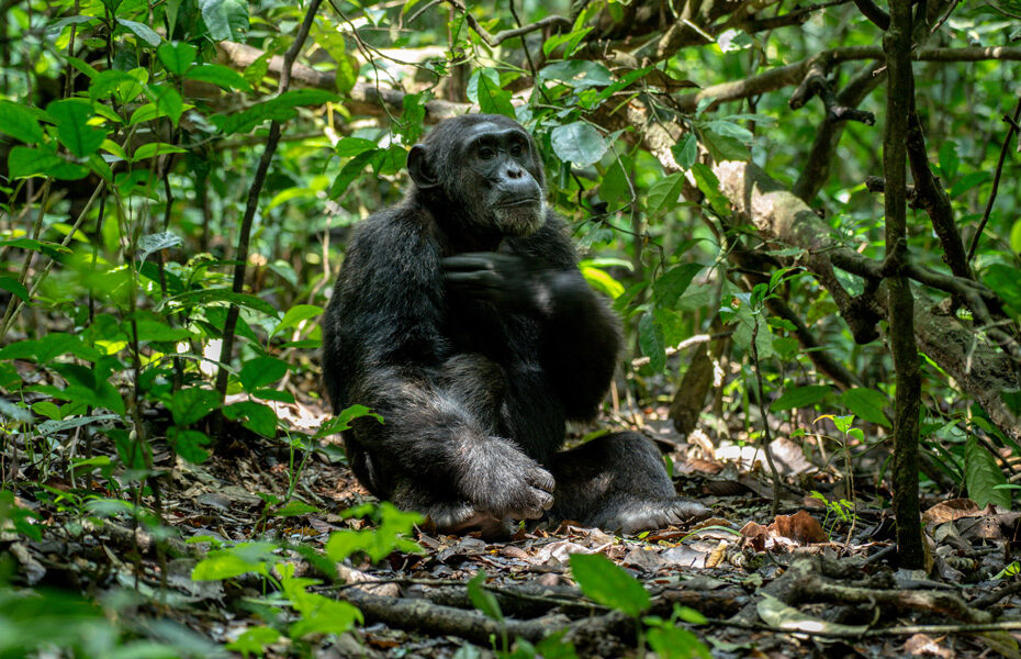 chimpanzee tracking