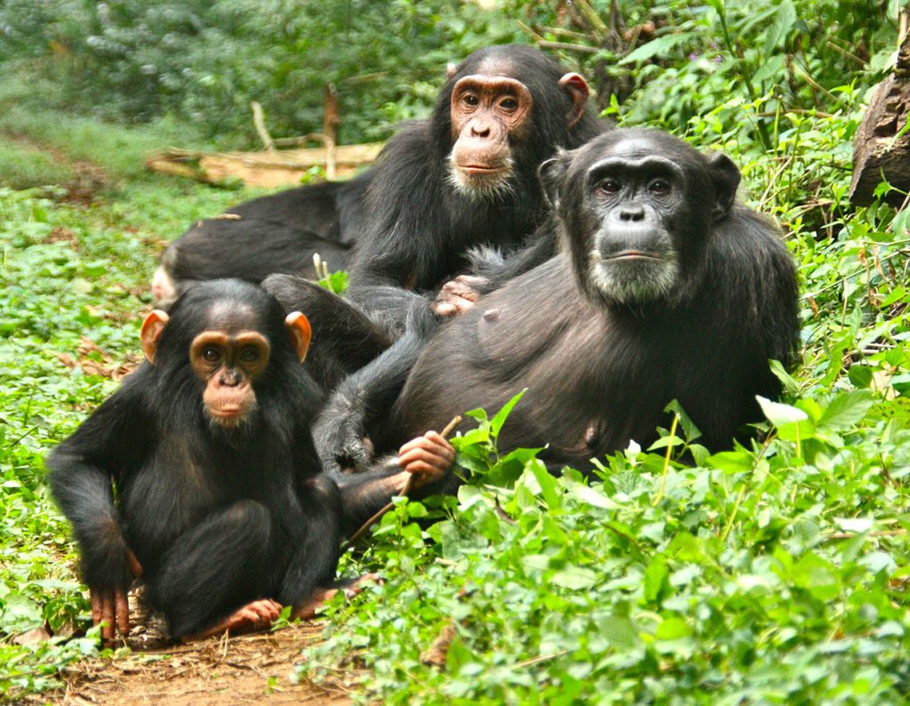 chimpanzee tracking