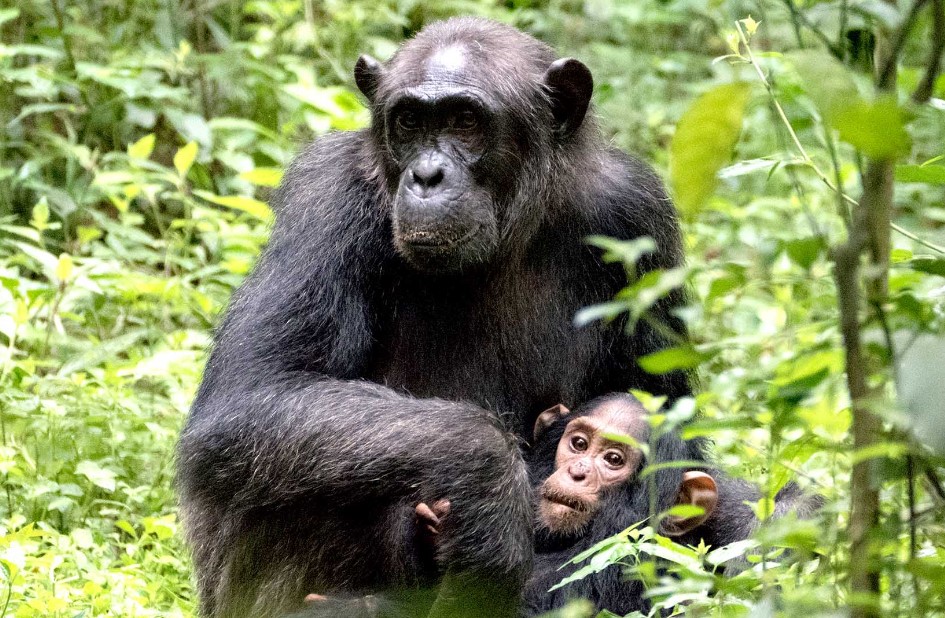 Chimpanzee Tracking