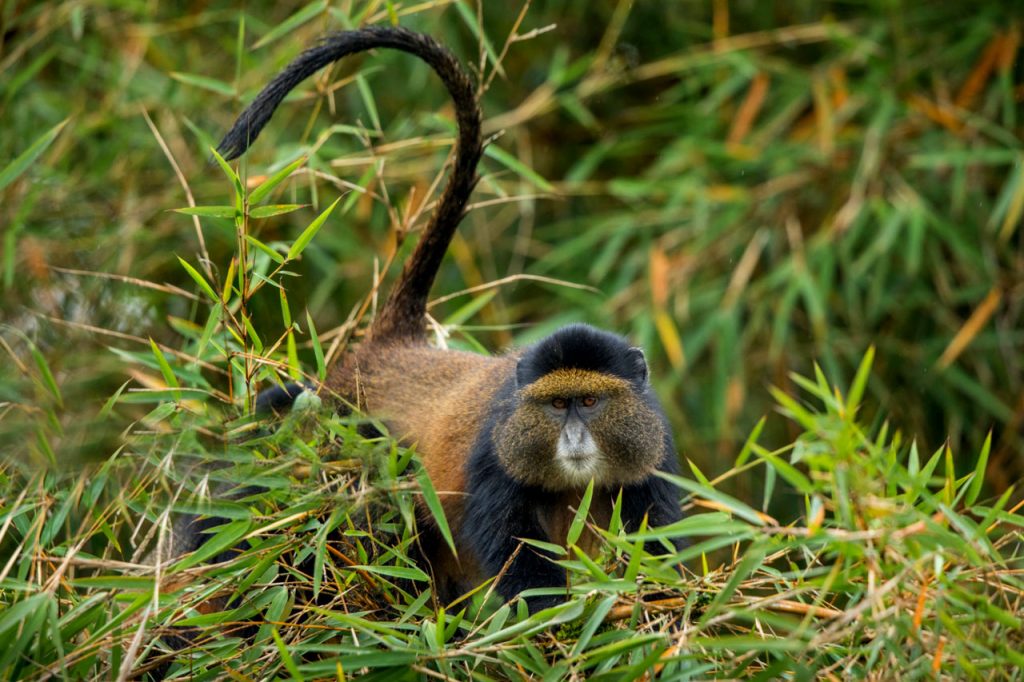 Nyungwe National Park