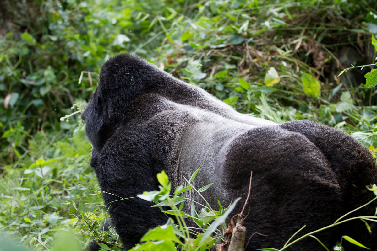 mgahinga gorilla national park