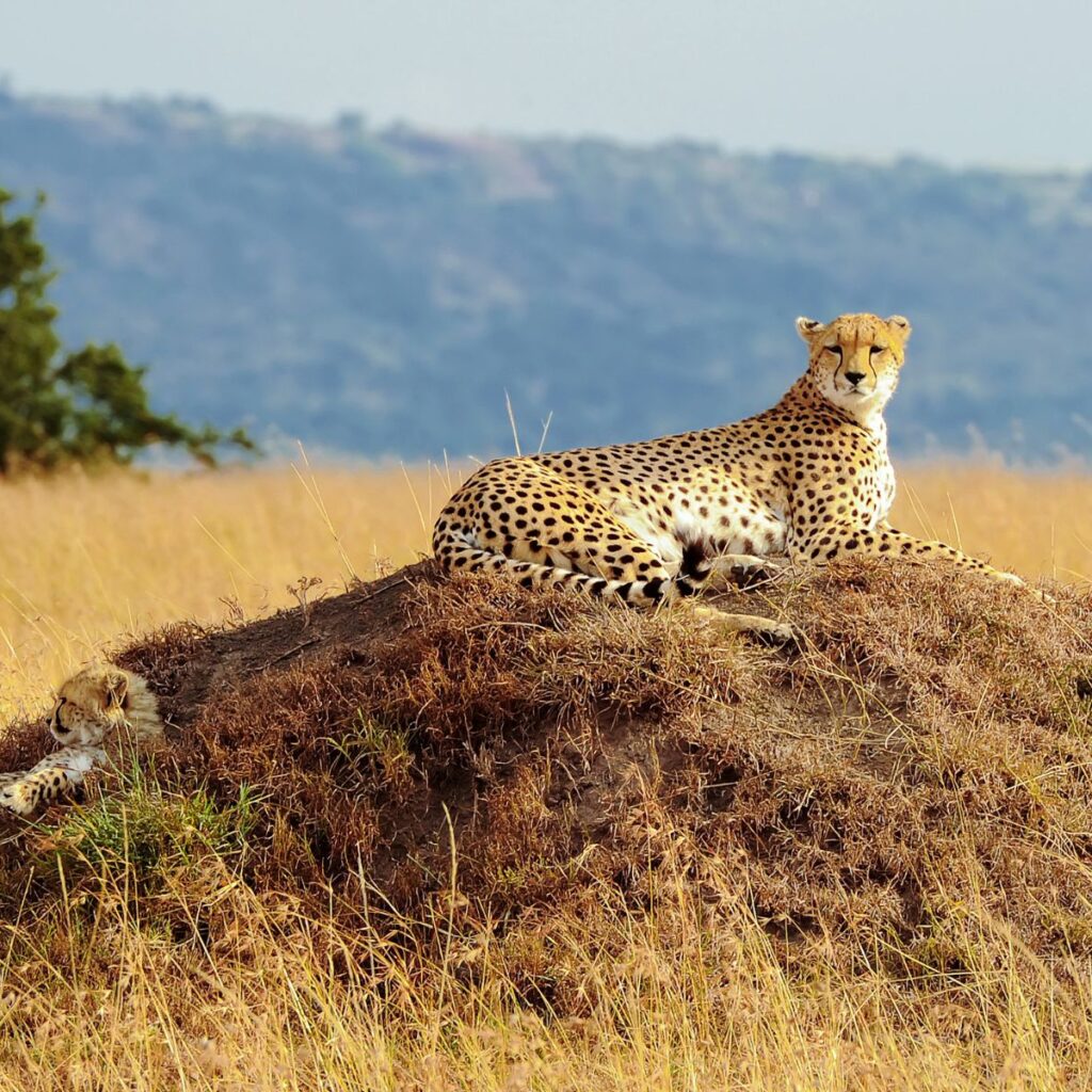 Kenya Safaris-Maasai Mara Safaris