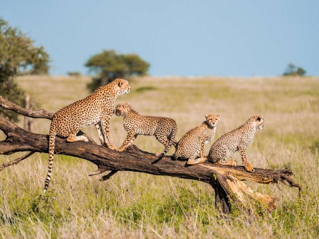 serengeti national park