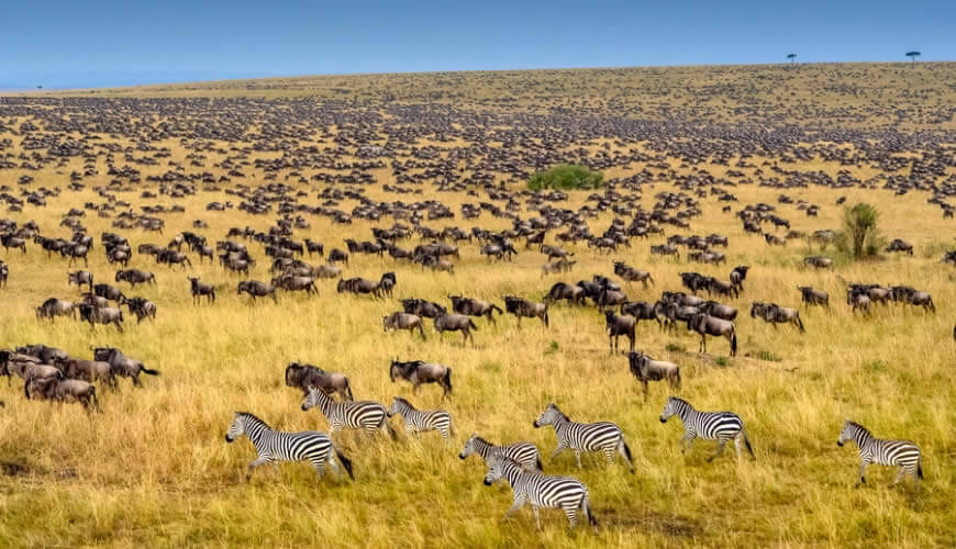 the great wildebeest migration