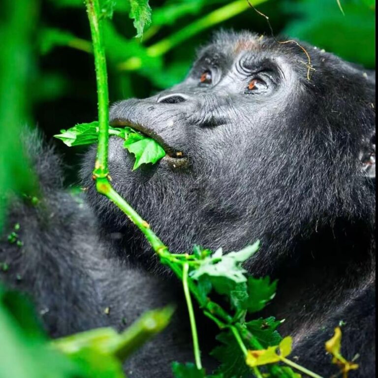 gorilla trekking