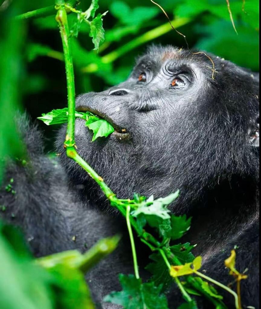 gorilla trekking