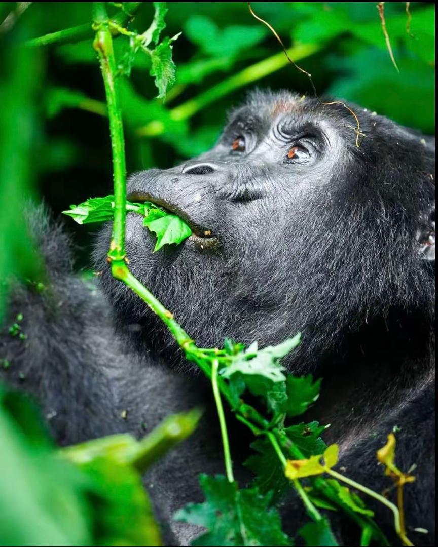 gorilla trekking