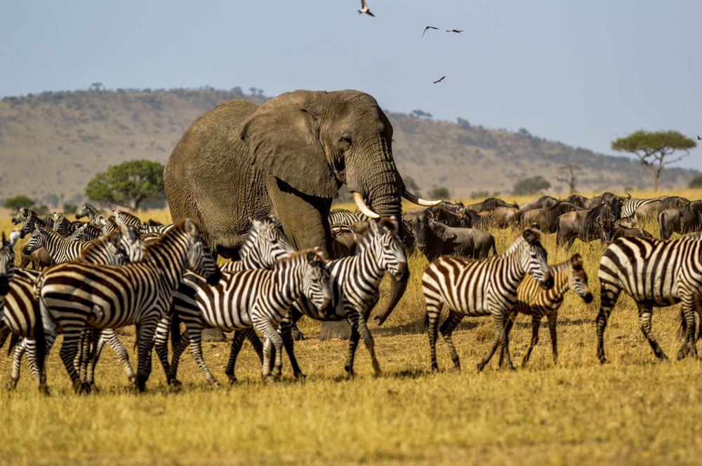 serengeti national park