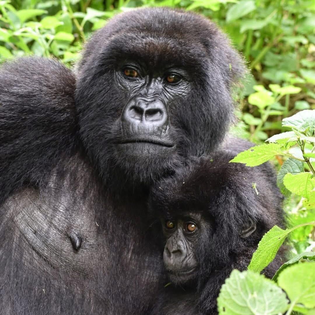 Gorilla Trekking