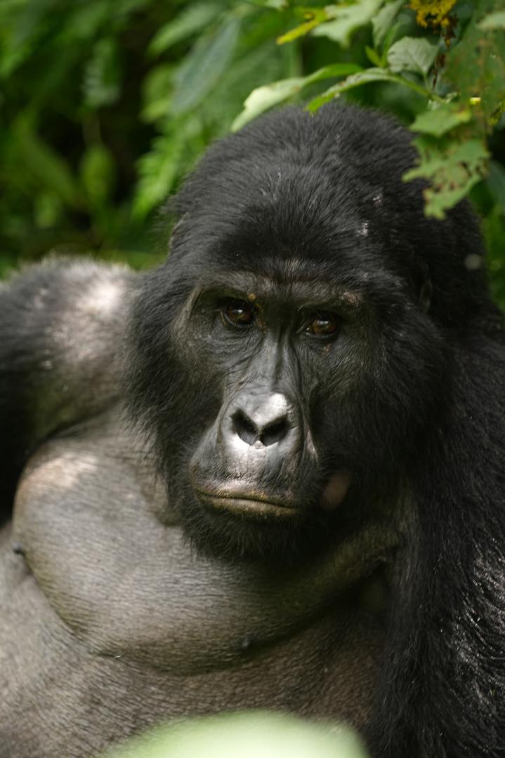 Gorilla trekking