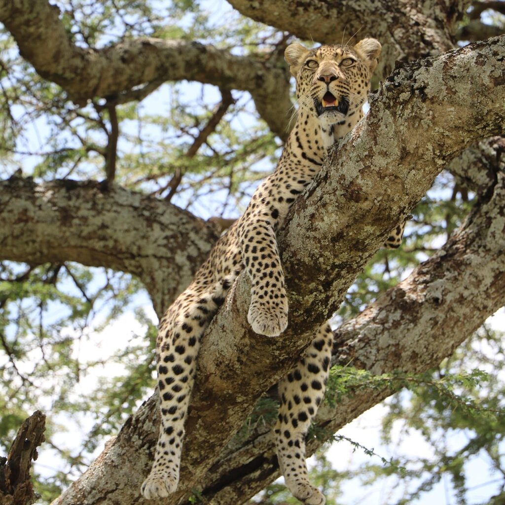 Leopard in TZ