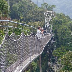 Nyungwe Canopy walk