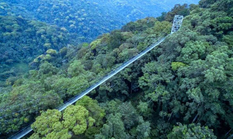 Nyungwe Np