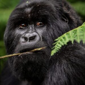 Home 15 Gorilla Trekking