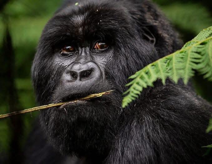 Uganda Vs Rwanda Gorilla Trekking 2 Gorilla Trekking