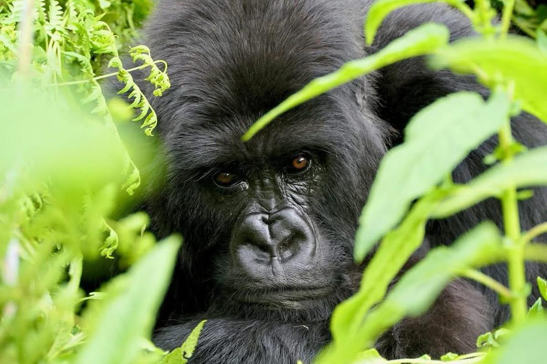 Uganda national parks- Gorilla Trekking