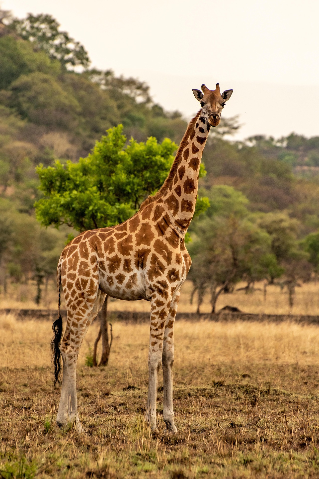 Giraffe