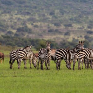 Rwanda Attractions