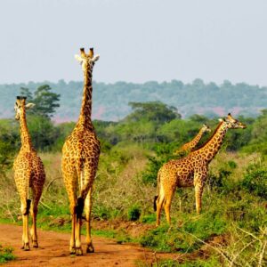 Akagera National Park