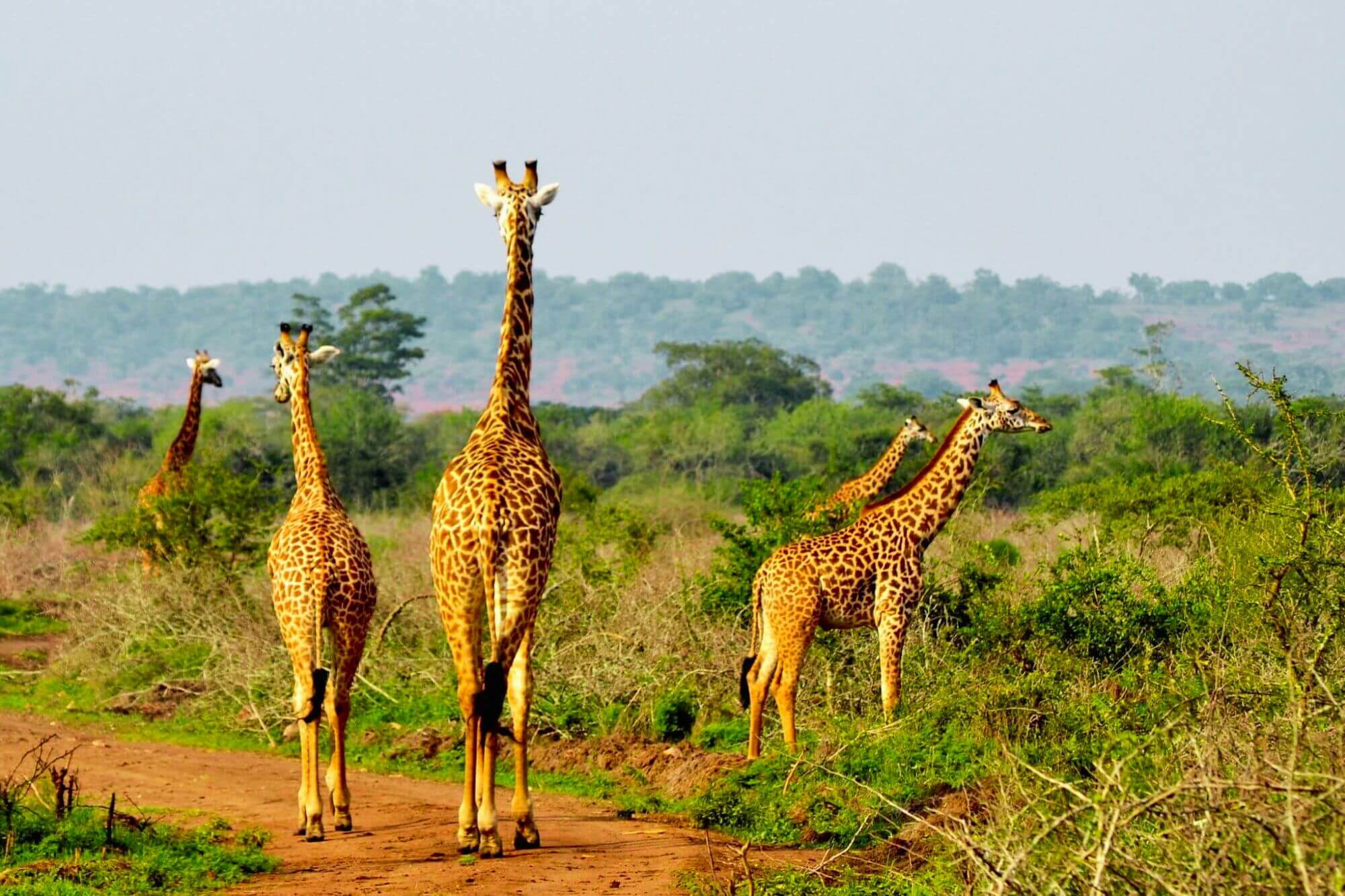 Akagera National Park