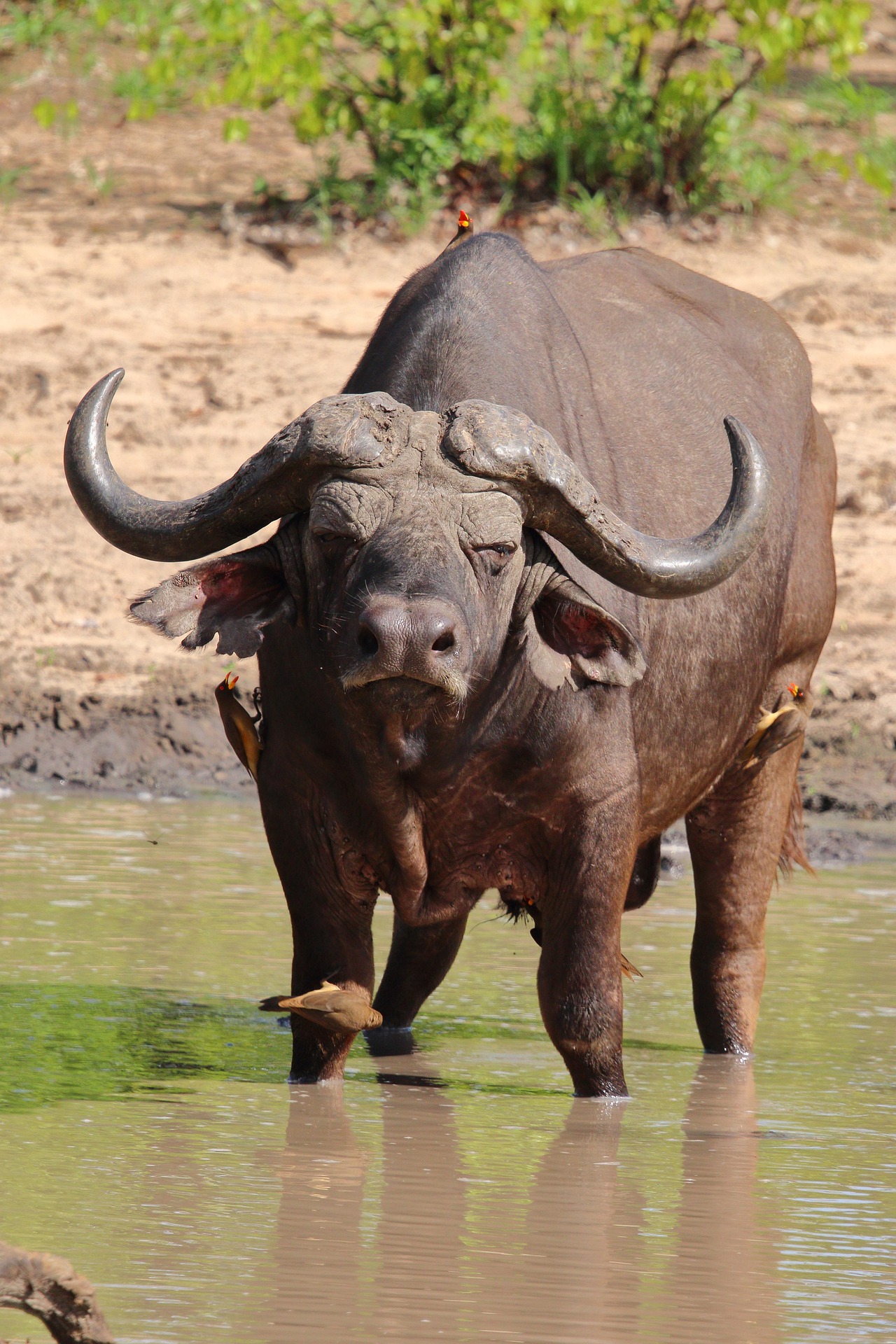 Buffalo