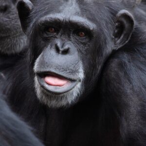 Chimpanzee tracking Uganda