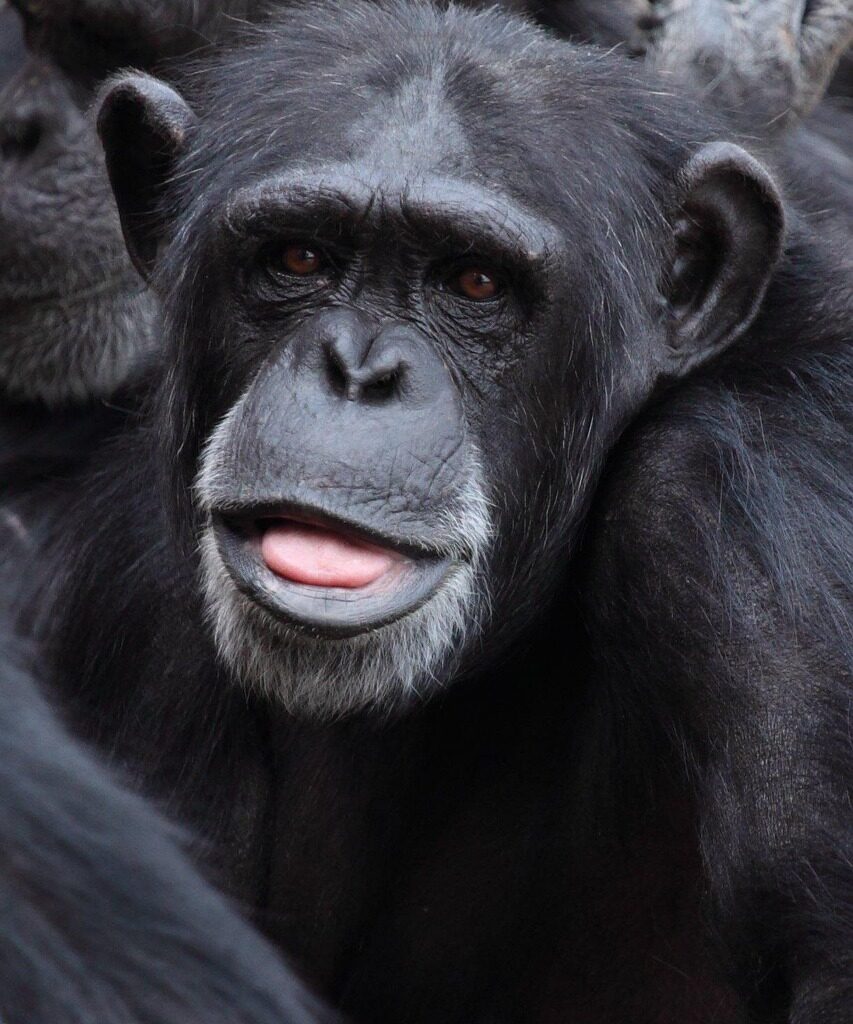 Chimpanzee tracking Uganda