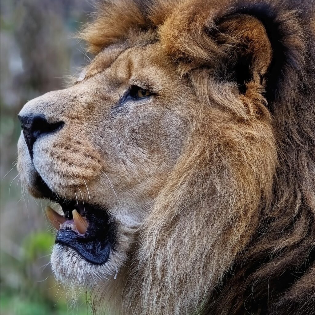 lion
