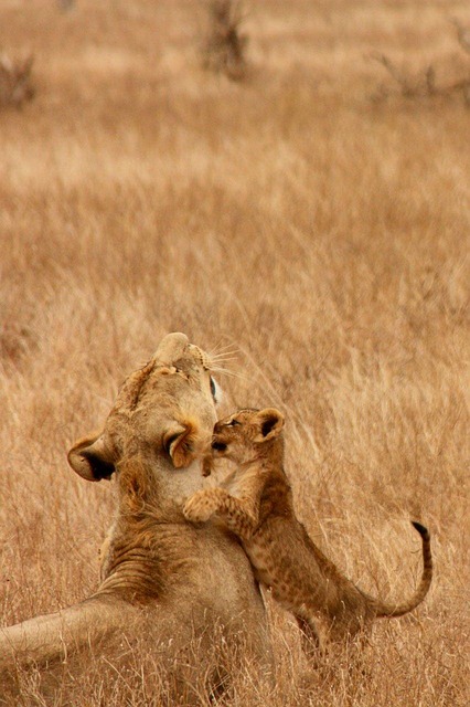 Lions