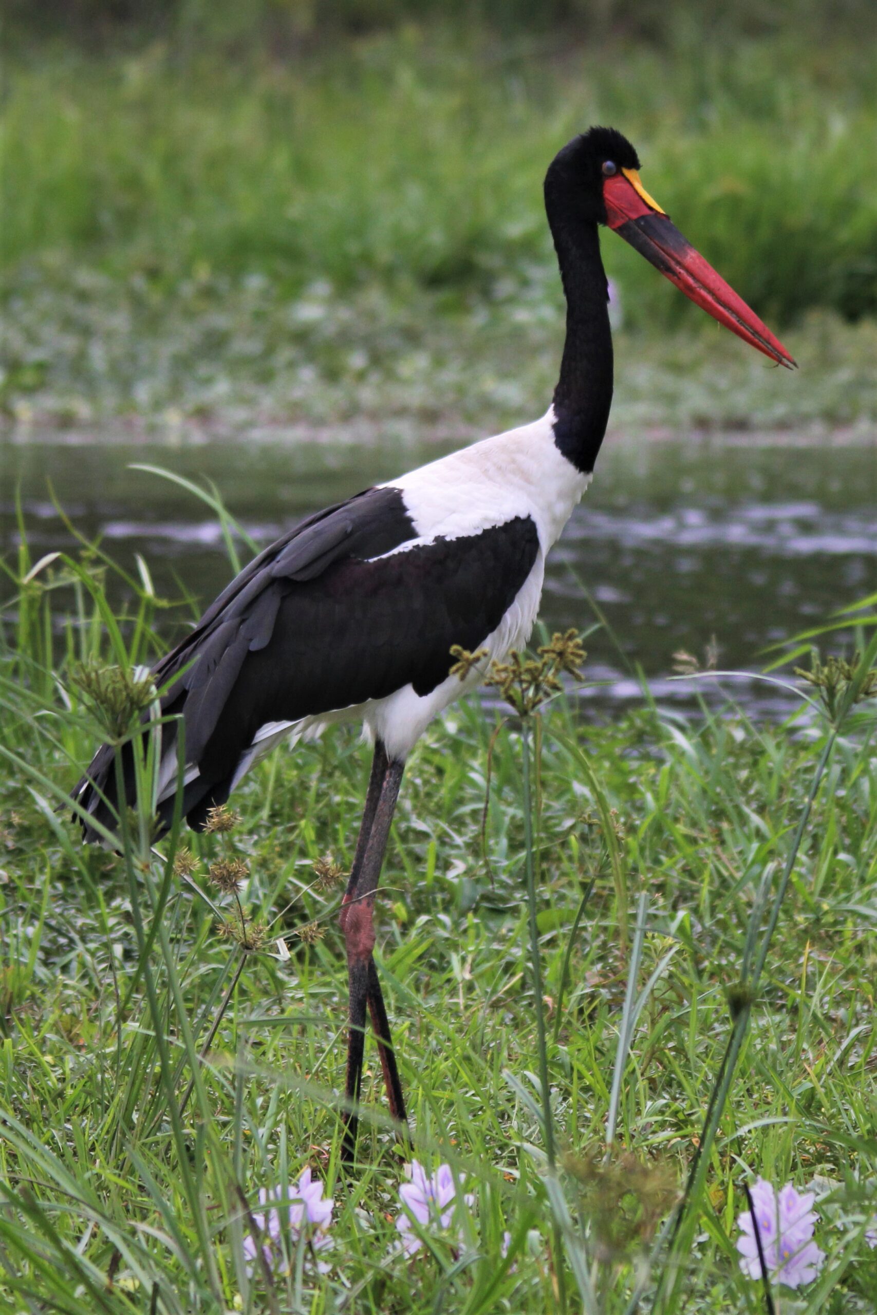 Saddle Billed Stork
