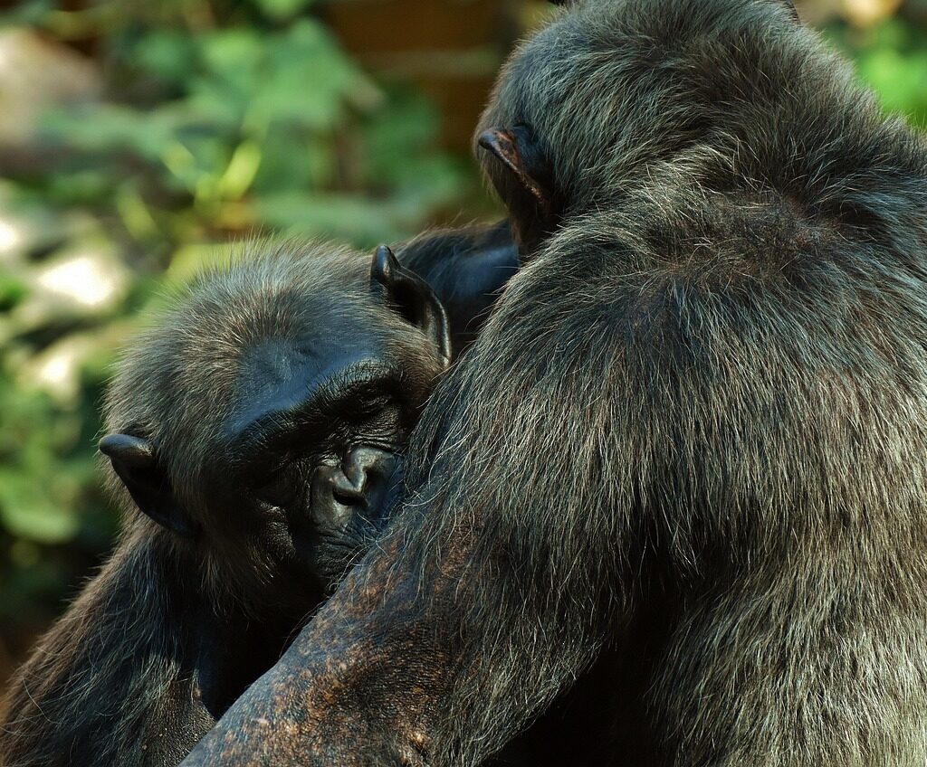 Chimpanzee Trekking