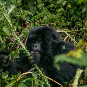 gorilla Trekking in uganda