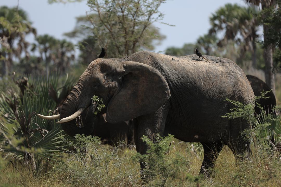 How much does a Uganda safari cost