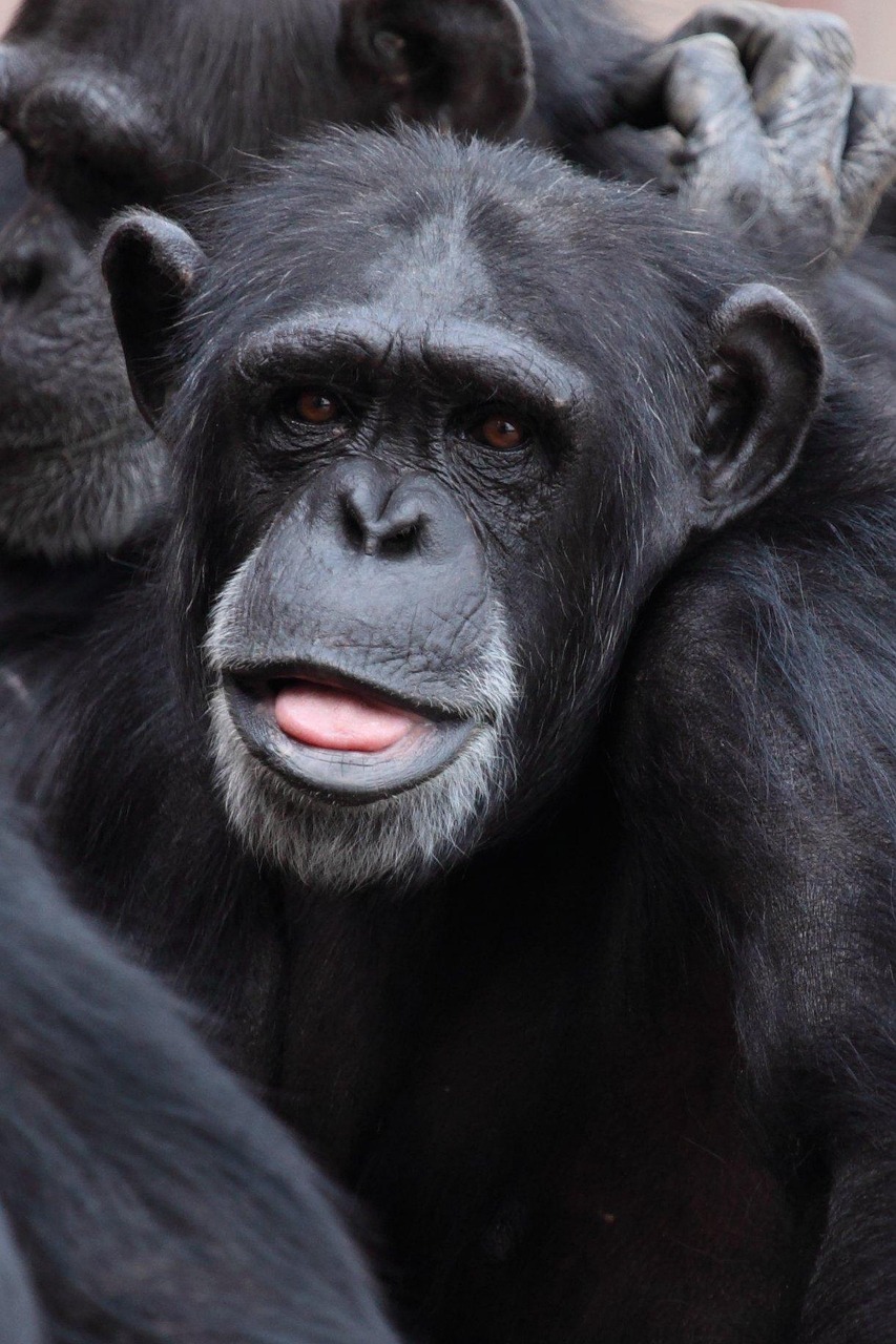 Chimpanzee Tracking