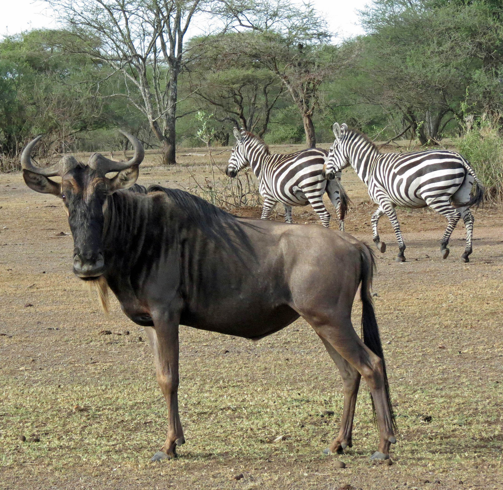 Great Migration