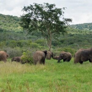 Rwanda Safari Cost 2026