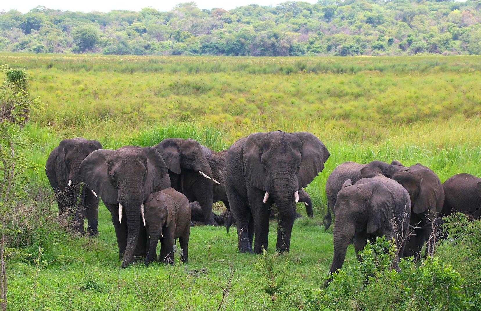 Akagera National Park