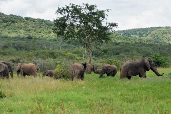 Akagera National Park