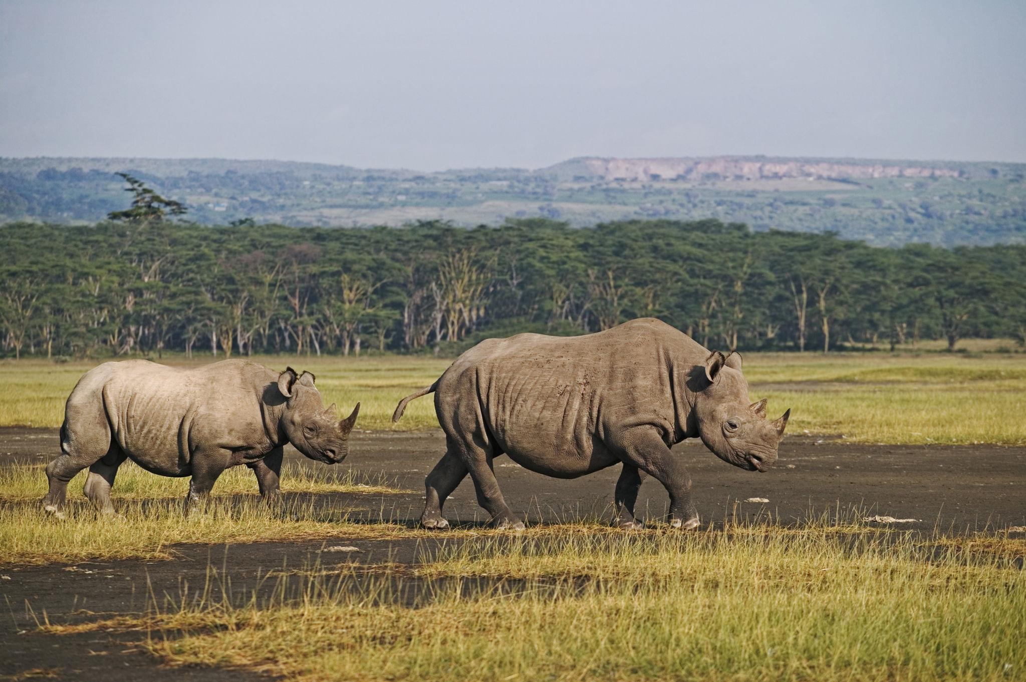Black rhino in lake Nakuru