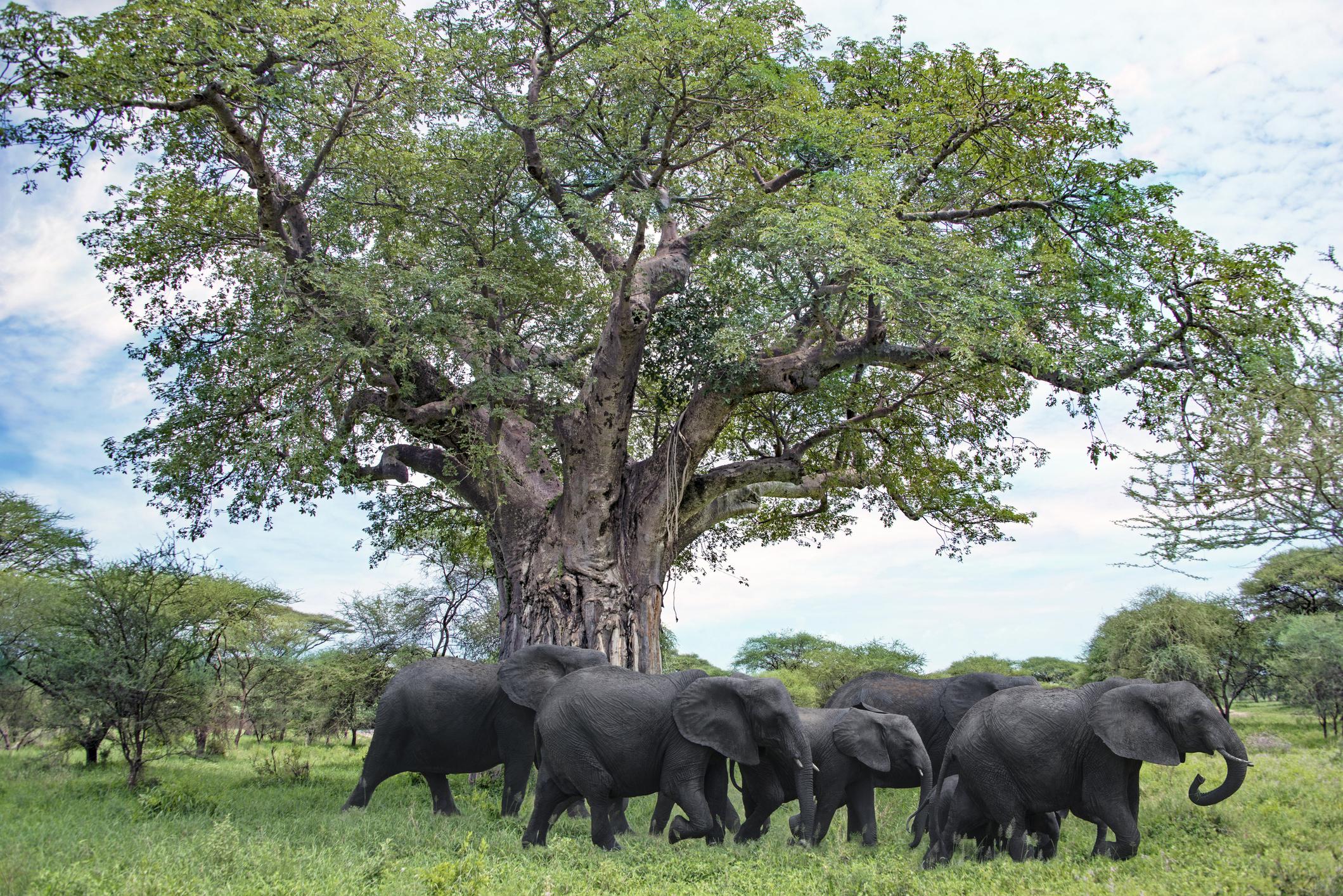 Big Five Safari in Tanzania 3 Elephant herd in Tarangire National Park
