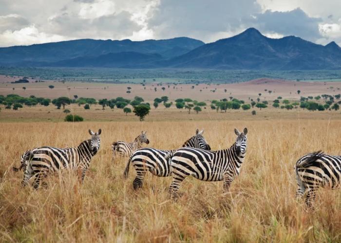 Kidepo Valley National Park