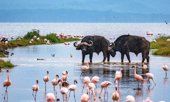 buffalos in lake nakuru