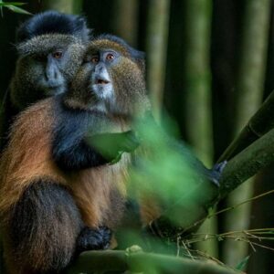 Mgahinga Gorilla National Park