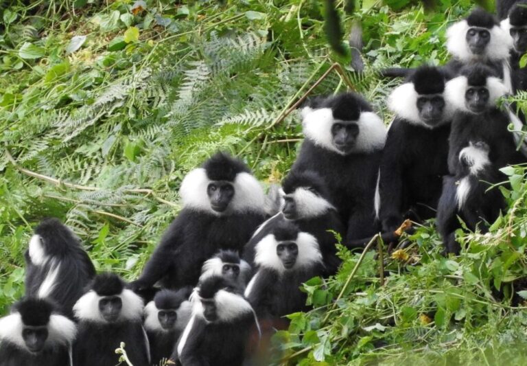 Nyungwe National Park