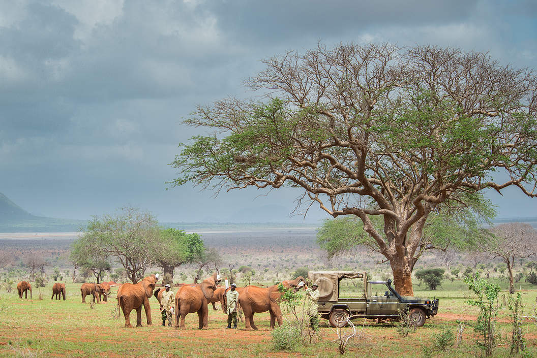 Sheldrick Wildlife Trust