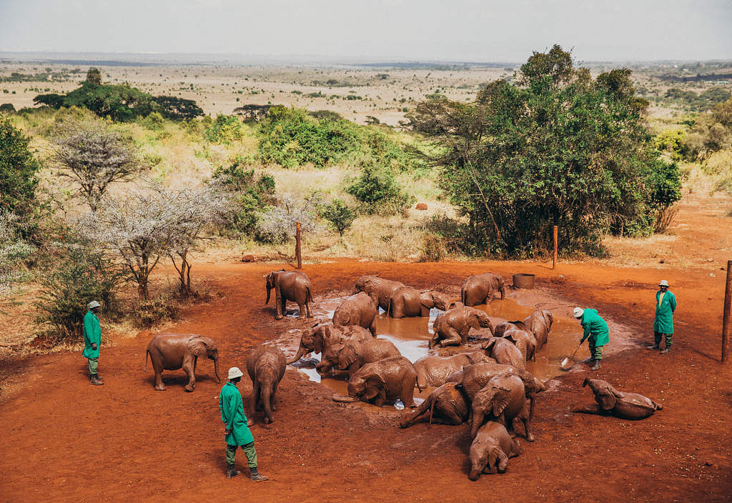 Sheldrick Wildlife Trust