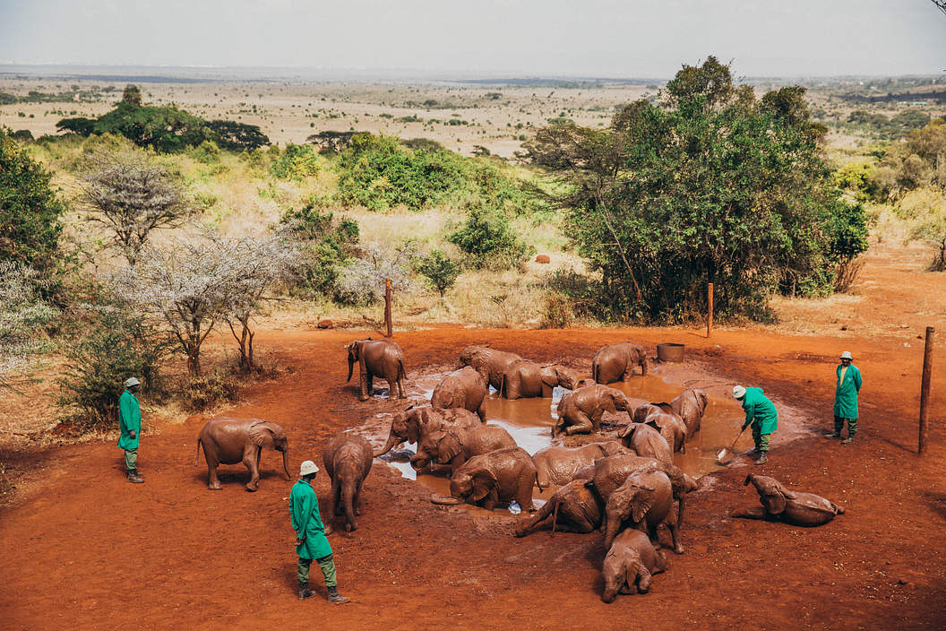Sheldrick Wildlife Trust