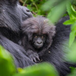 Best Uganda Safari for First-Time Visitors